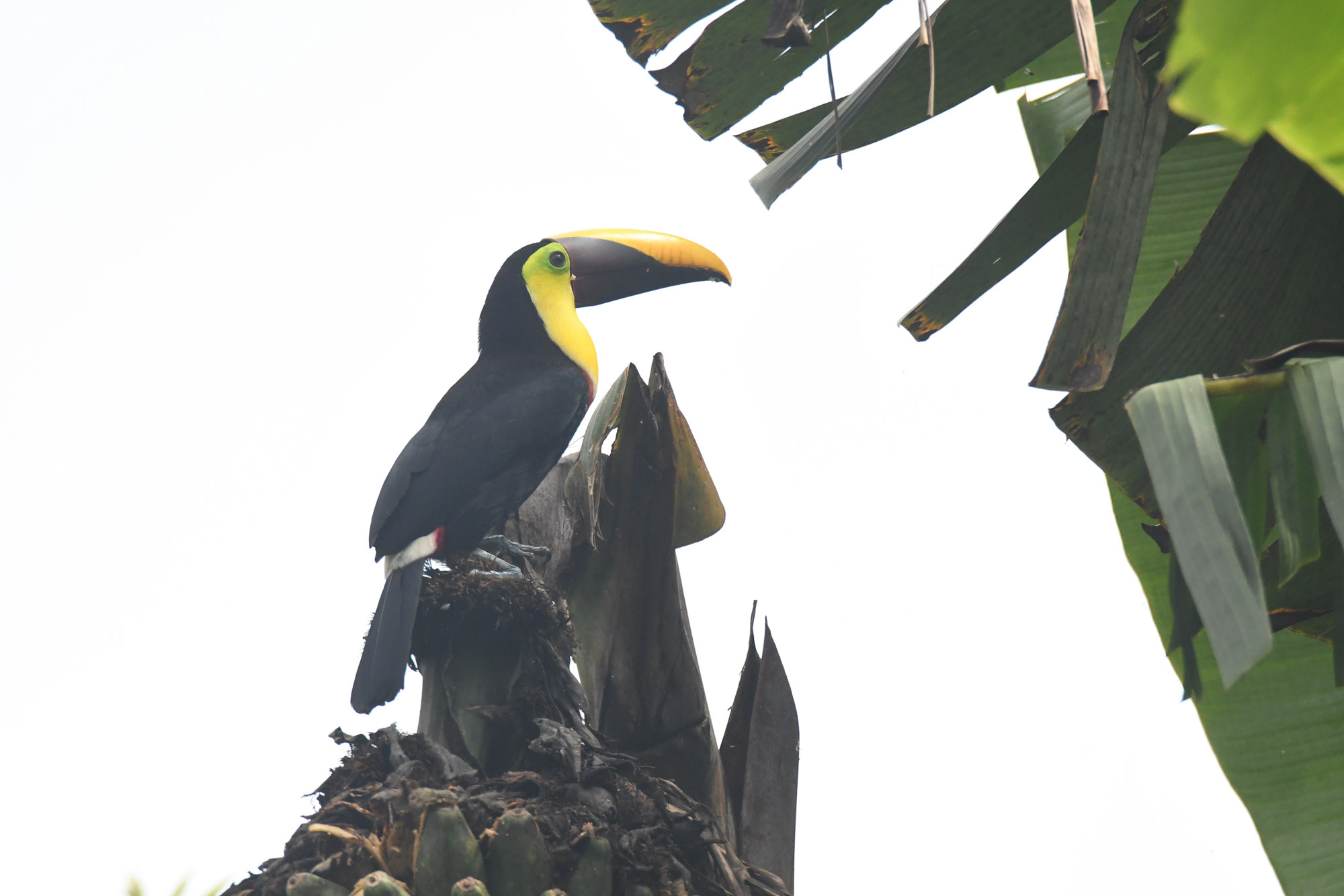 Birds wildlife photo YellowThroatedToucan by Wildlight Studio