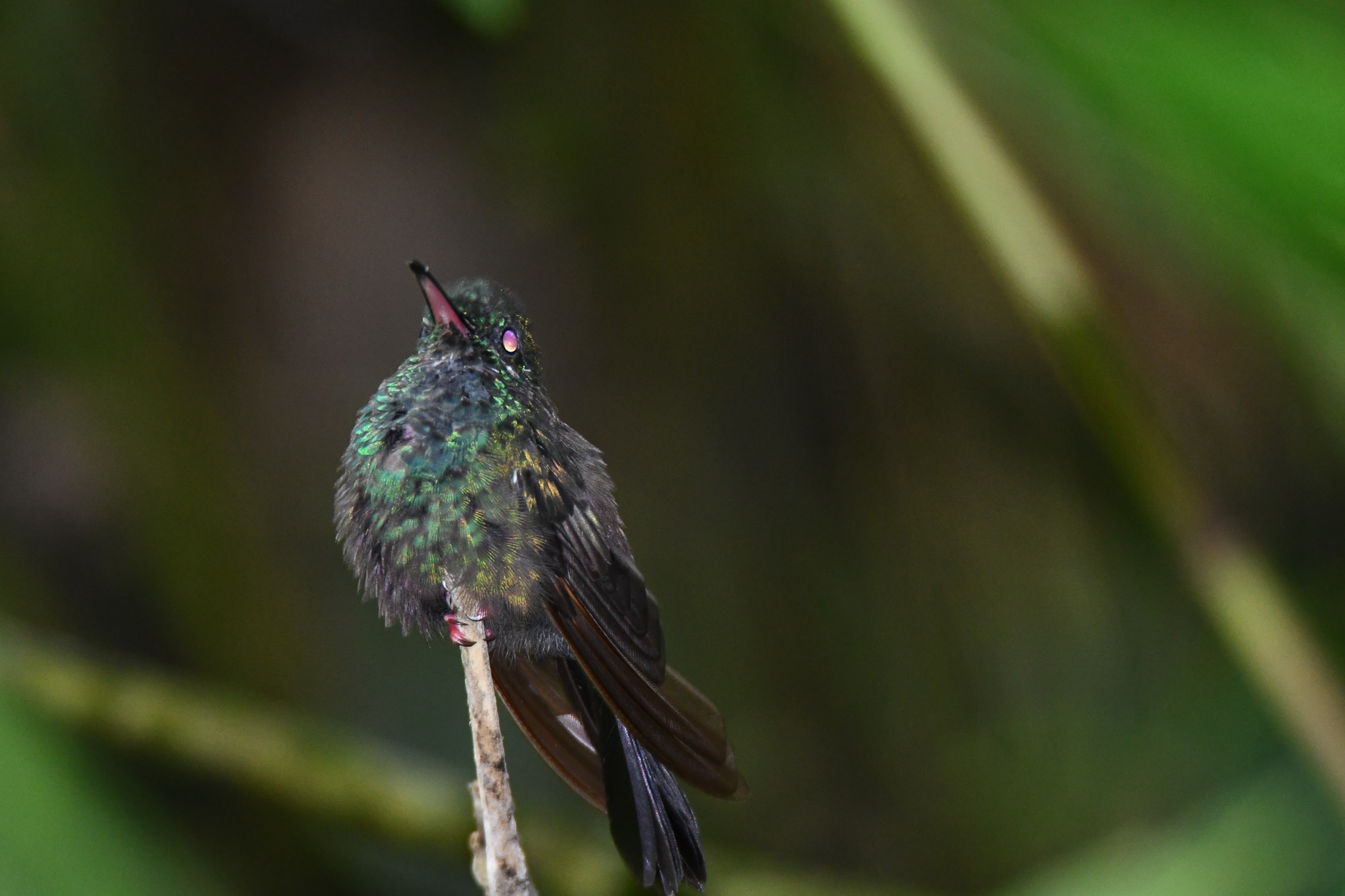 Birds wildlife photo bronze-tailed-plumeleteer-2 by Wildlight Studio