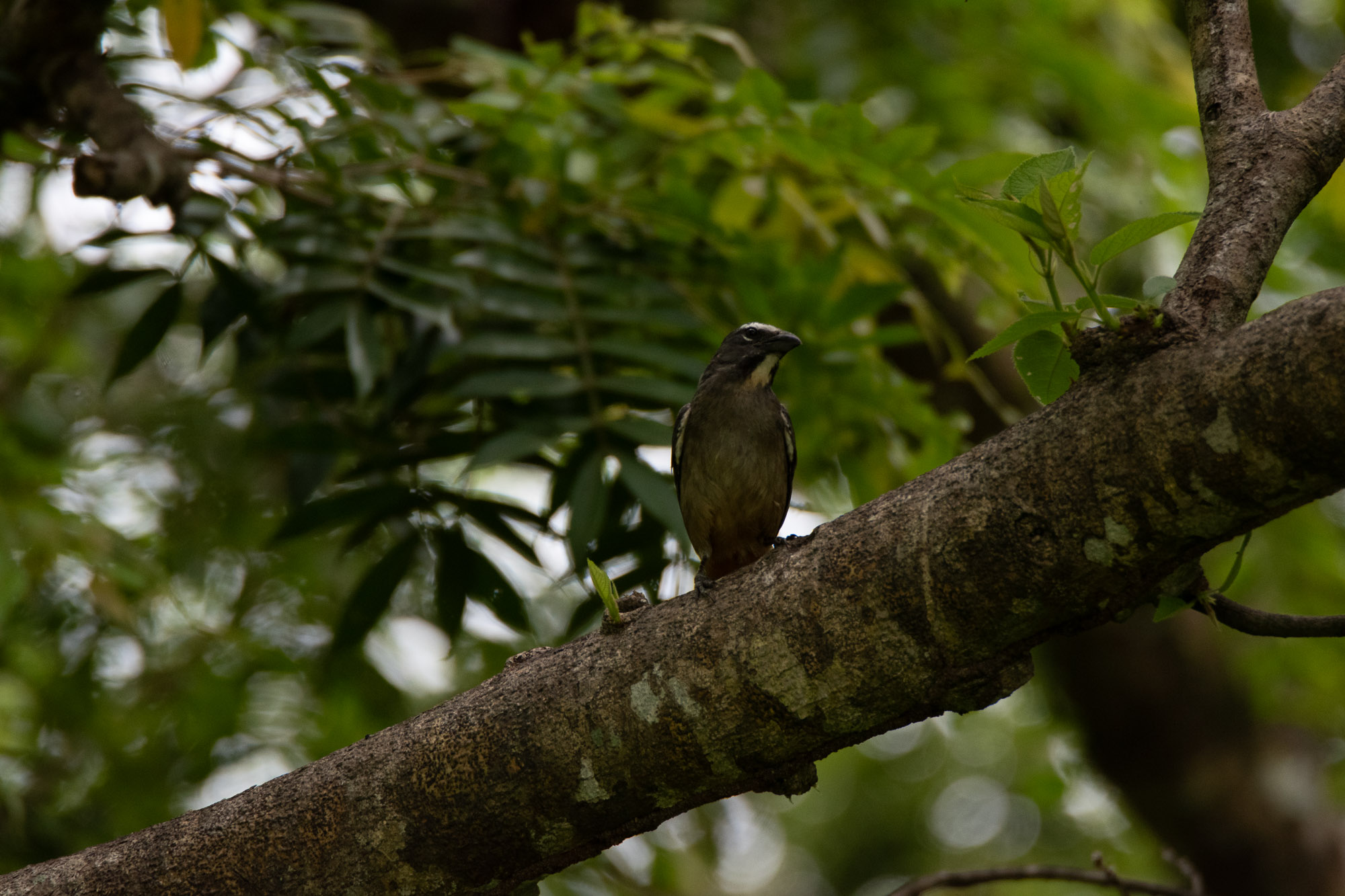 Birds wildlife photo cinnamon-bellied-saltator-2 by Wildlight Studio