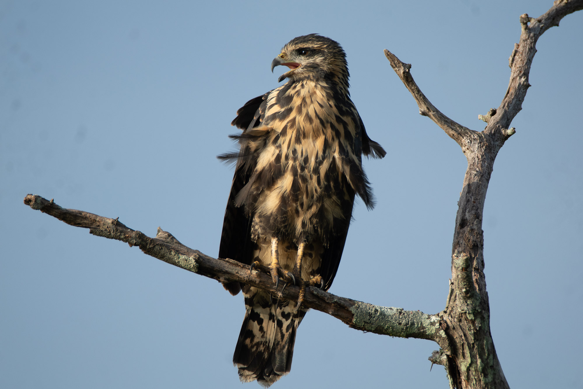 Birds wildlife photo commnon-black-hawk-2 by Wildlight Studio