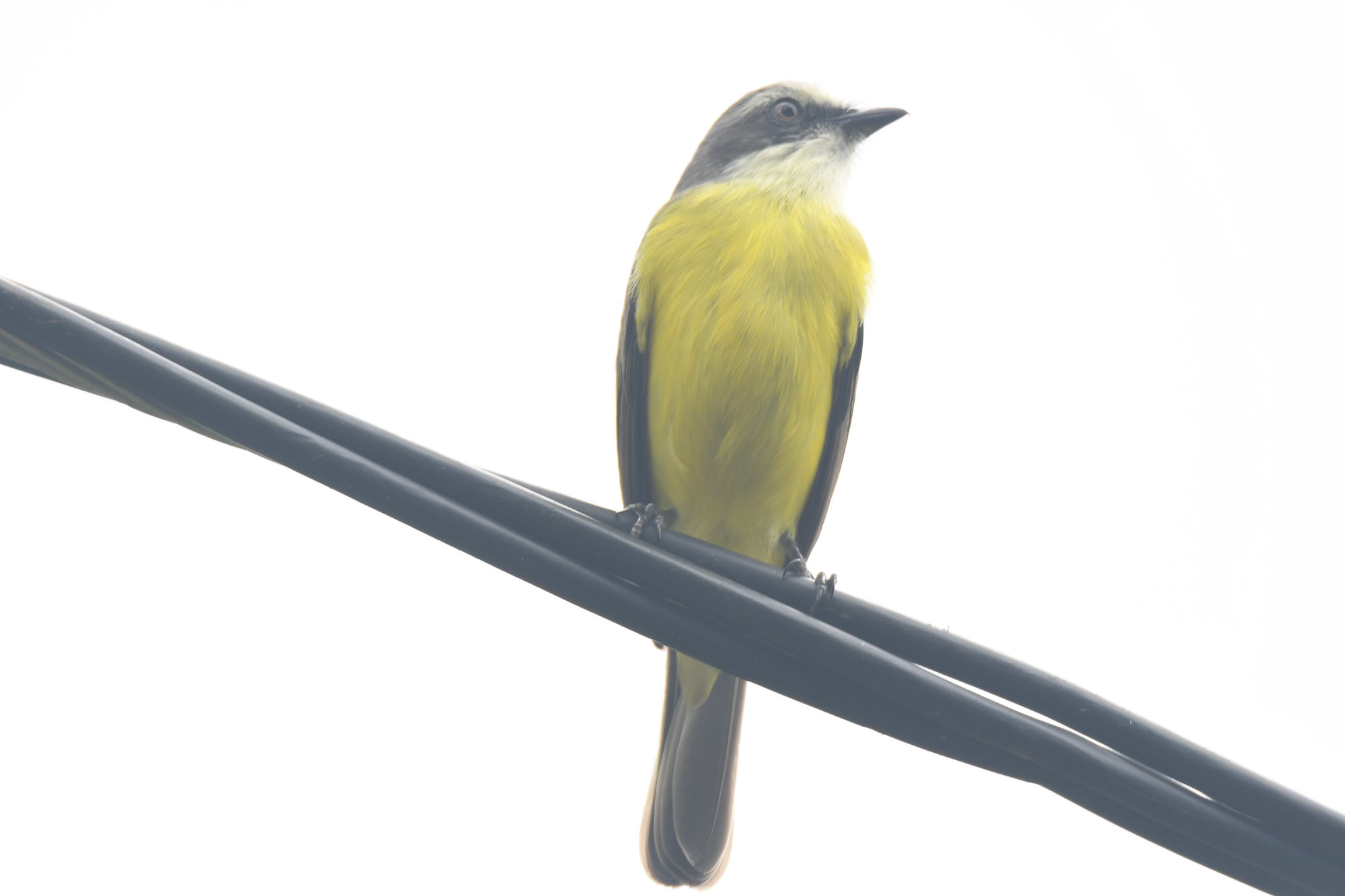 Birds wildlife photo gray-capped-flycatcher by Wildlight Studio