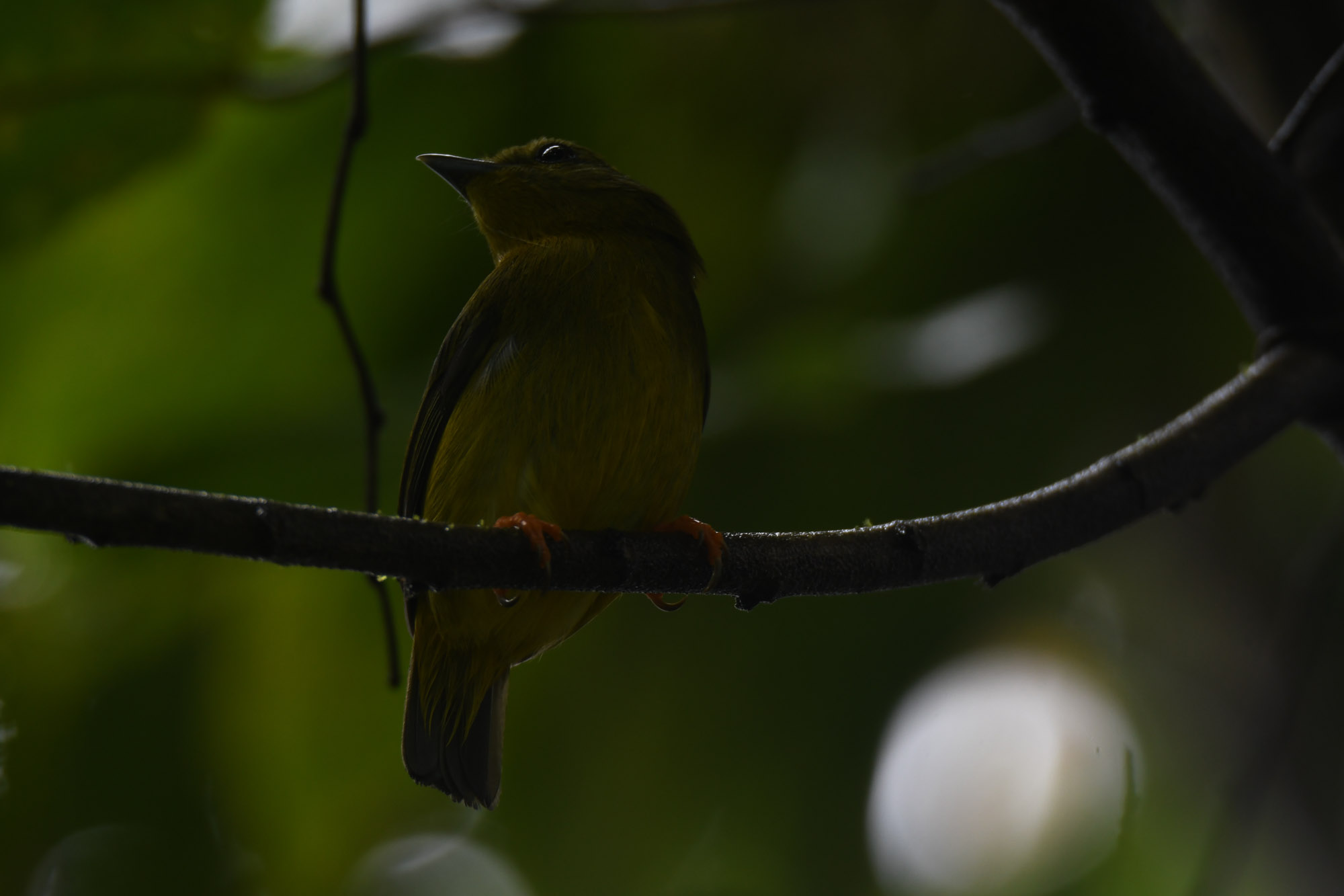 Birds wildlife photo orange-collared-manakin1 by Wildlight Studio