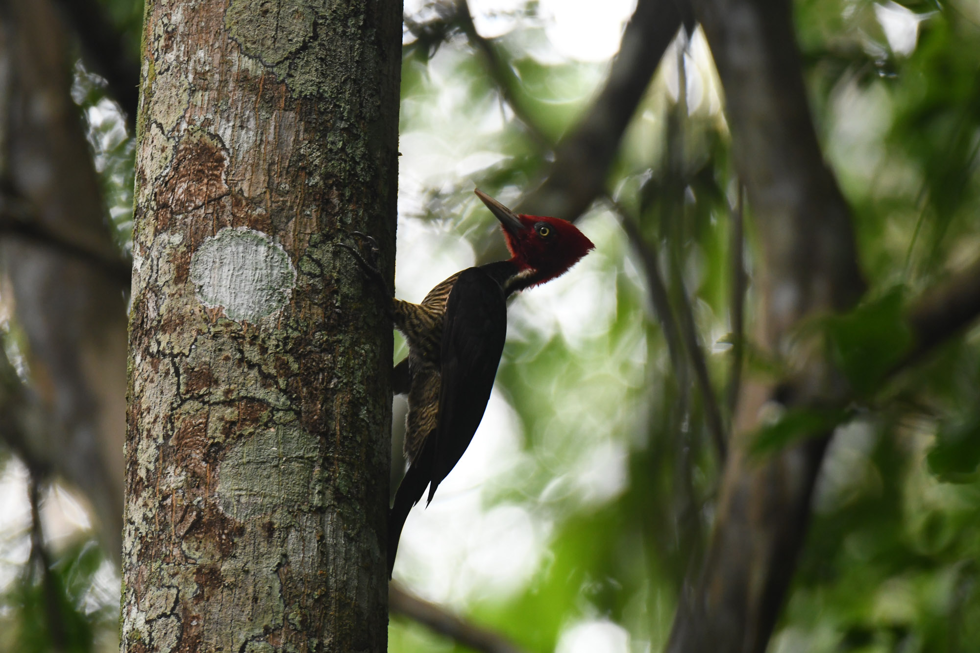 Birds wildlife photo robust-woodpecker by Wildlight Studio